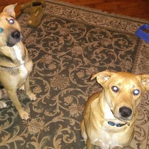 Meet your Posher, Jesse